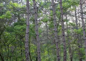 Рішення суду про виділення 9 га під полювання для «друзів Януковича» оскаржать у суді