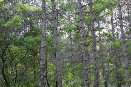 Рішення суду про виділення 9 га під полювання для «друзів Януковича» оскаржать у суді