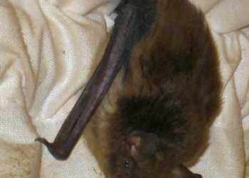 У мінській квартирі з'явилися летючі миші