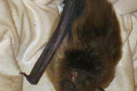 У мінській квартирі з'явилися летючі миші