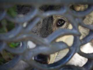 Бездомних собак на Одещині травили хлороформом