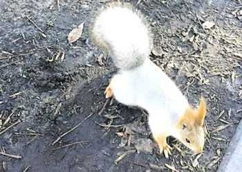 У Києві оселилася незвична біла білка