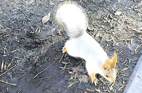 У Києві оселилася незвична біла білка