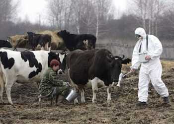 Тури в Чорнобиль абсолютно безпечні для людського здоров’я