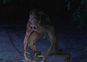 Під Києвом знову бачили чупакабру