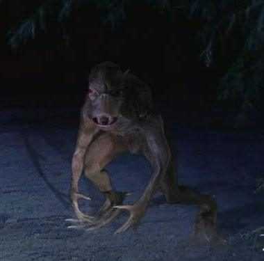 Під Києвом знову бачили чупакабру