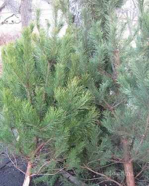 Слід від вкрадених ялинок привів поліцію до злодіїв