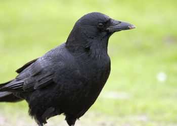 Вчені: Ворони для залучення уваги родичів демонструють різні жести