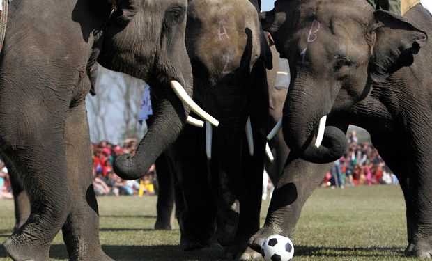 Зіграти у футбол верхи на слонах? Без проблем!