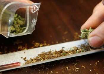 Двоє киян вдома облаштували теплицю для вирощення конопель