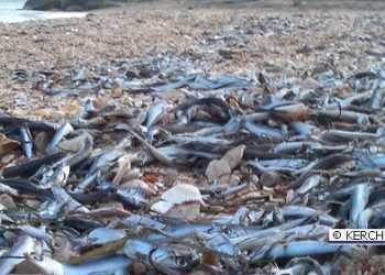 В Керчі на берег викинулась велика кількість риби