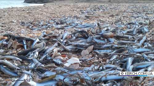 В Керчі на берег викинулась велика кількість риби