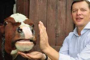 Як депутати Заєць і Ляшко відводили корову від Ради