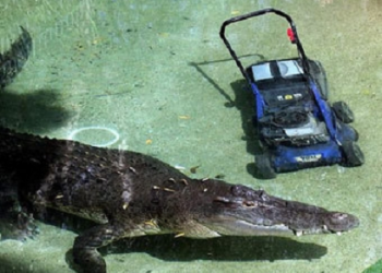 Крокодил відібрав газонокосарку в працівника зоопарку