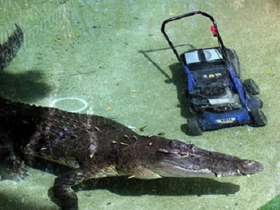 Крокодил відібрав газонокосарку в працівника зоопарку