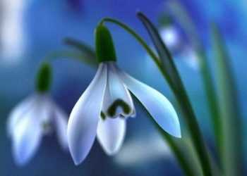 У Криму розцвіли проліски