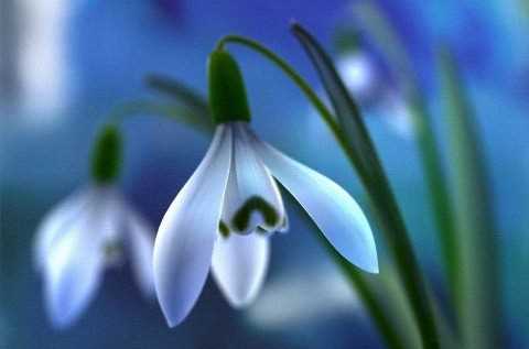 У Криму розцвіли проліски