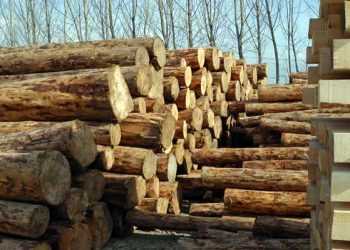 Україна експортує ту деревину, яку не взмозі обробити