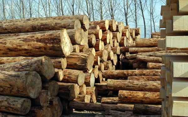 Україна експортує ту деревину, яку не взмозі обробити