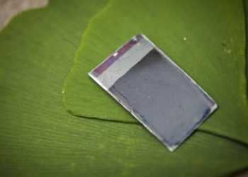 Електроенергія з листя