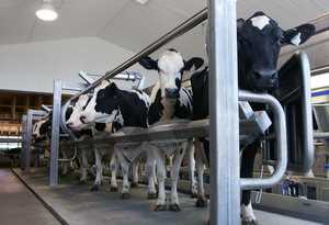 На Івано-Франківщину прийдуть угорські агроінвестори