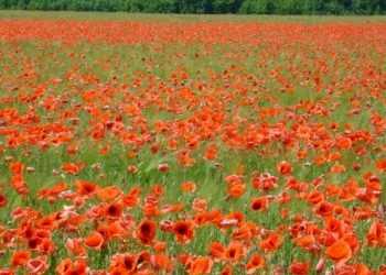 В Ровном наркоторговцы, убегая от правоохранителей, спровоцировали ДТП