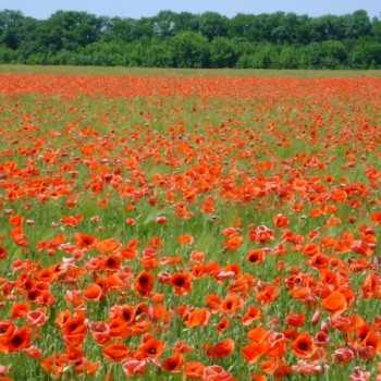 В Ровном наркоторговцы, убегая от правоохранителей, спровоцировали ДТП