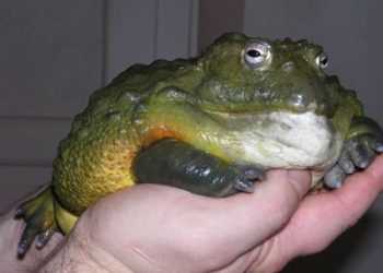 Жаба грає в ігри на смартфоні