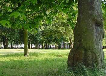 Парку Юності в Святошинському районі надали статус пам’ятки