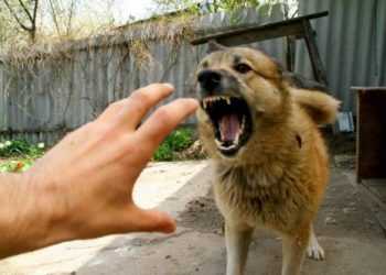 В Києві зареєстрований перший за 20 років випадок сказу в людини