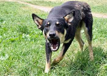 В Києві ввели карантин у зв’язку з зафіксованими випадками сказу