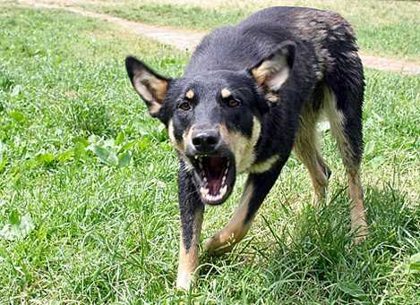 В Києві ввели карантин у зв’язку з зафіксованими випадками сказу