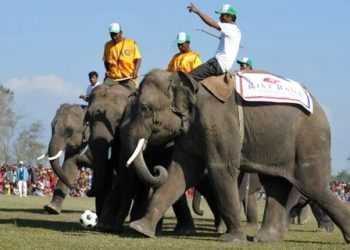 В Непале слоны сыграли в футбол