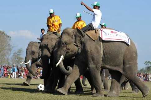 В Непале слоны сыграли в футбол