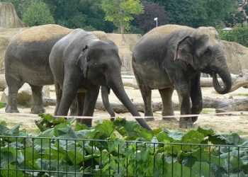 В Киевский зоопарк привезут слонов