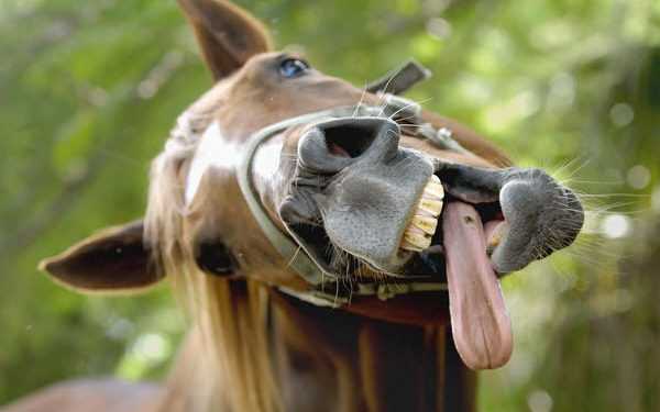 Троє чоловік в'їхали до магазину на конях