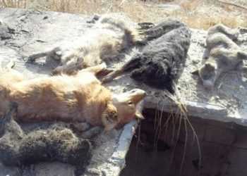 Під Одесою виявили величезний собачий могильник