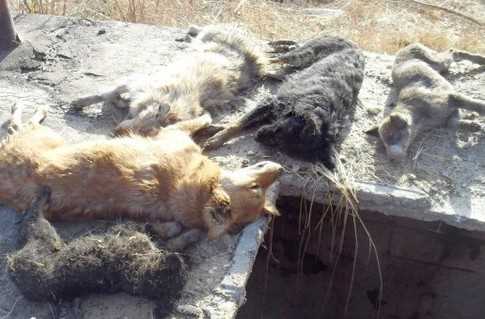 Під Одесою виявили величезний собачий могильник