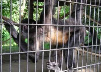 Бразилець влаштував бійку з мавпами