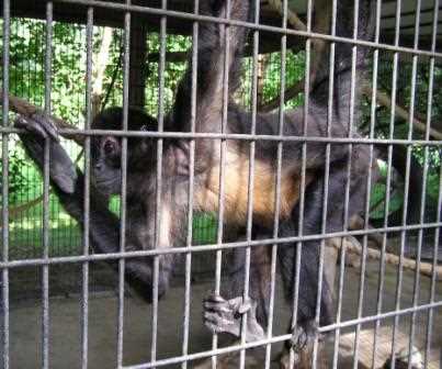 Бразилець влаштував бійку з мавпами