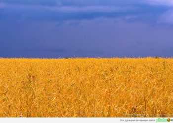 Місце України в міжнародних рейтингах