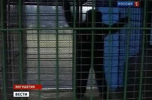 Йети из Ингушетии оказался сотрудником дома отдыха