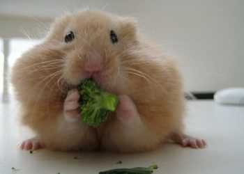 В Кривом Роге прошел забег хомяков