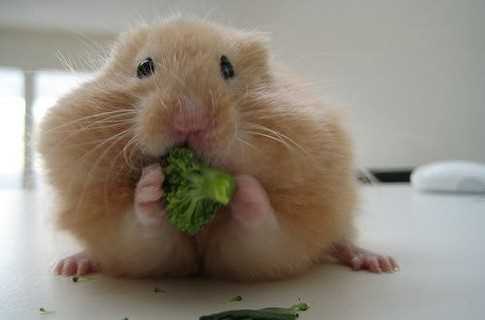 В Кривом Роге прошел забег хомяков