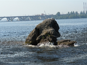 «Редкая птица» таки