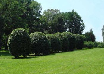 В районе строительства метрополитена вырубят часть Голосеевского парка