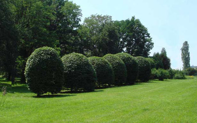 В районе строительства метрополитена вырубят часть Голосеевского парка