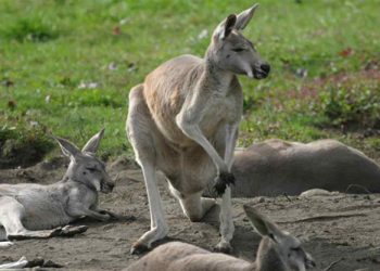 Кенгуру без почуття гумору