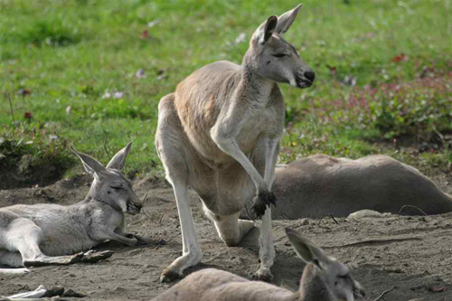 Кенгуру без почуття гумору
