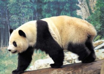 В китайском лесу нашли панду, жующую мясо
